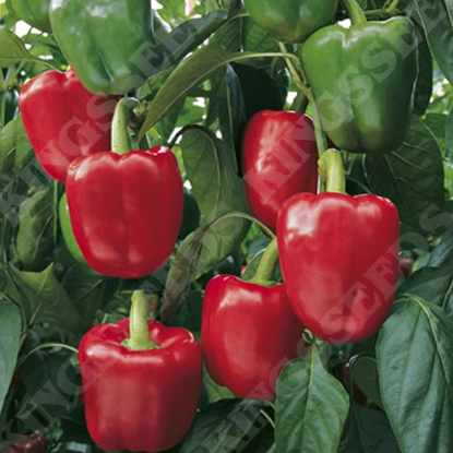 Picture of Capsicum (Sweet) Bendigo F1